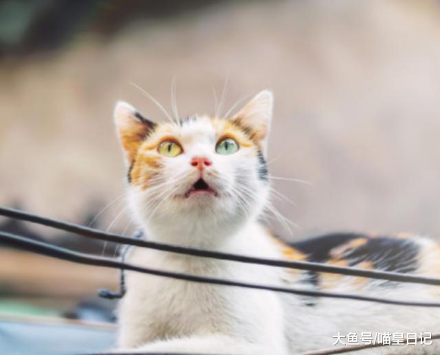 公猫为何都是“妻管严”？并非好男不跟女斗，而是真的打不过