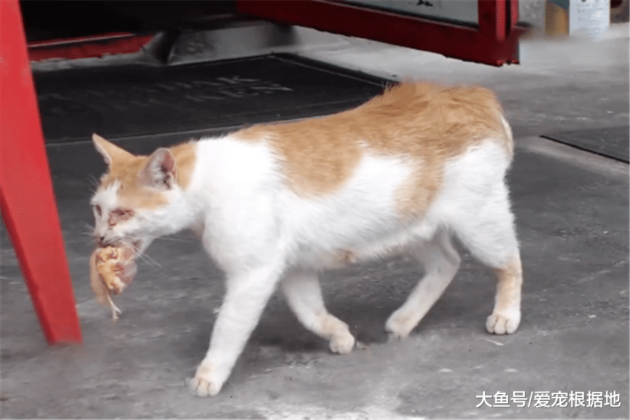 比家猫还馋？流浪猫不吃猫粮只吃肉，跟踪后发现真相泪目了