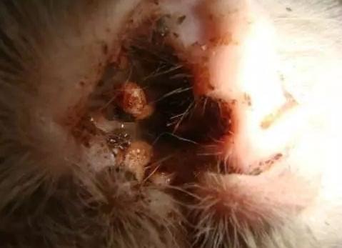 狗狗出现泪痕，多半是主人做了这5件事，自查一下吧