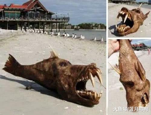 海滩出现长犄角不明生物，看上去像黄色小岛，有人说是中国龙！