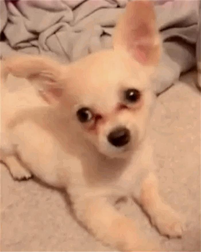 小狗狗遭遗弃，她说是为了保护它，原因让人既悲愤又感动