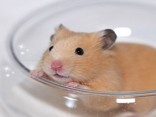 贪吃仓鼠痴迷西兰花，每天翘首盼望主人投喂，就因这三点原因