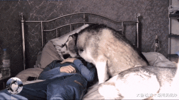 男子养了两个“小情人”，女主人很心塞，谁还不是宝宝呢？