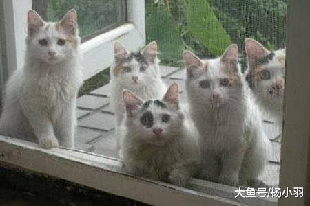 养流浪猫千日终于派上用场，网友通过“猫脉”找回走失2天的猫