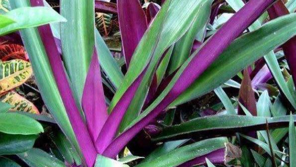 屋内蟑螂多了脚不能踩，一种植物放家中，从此你家不再有蟑螂