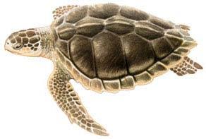 动物趣闻：盘点世界十大濒临灭绝动物，白鲸豚或已灭绝