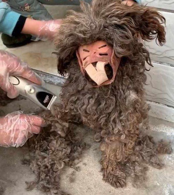 幫流浪狗剃毛，為了安全綁住嘴，看不清五官，懂行狗商：撿到寶了