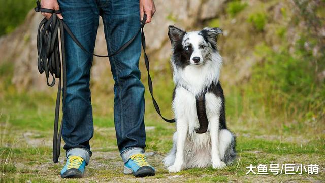 训犬选用口令有技巧，用不同音调提示不同事，狗狗理解起来更容易