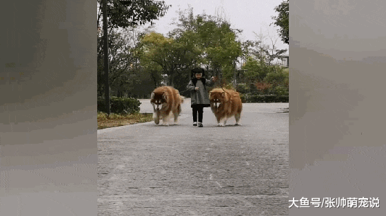 小女孩牵两只大型阿拉斯加，走路自带特效，路人看后撒腿就跑！