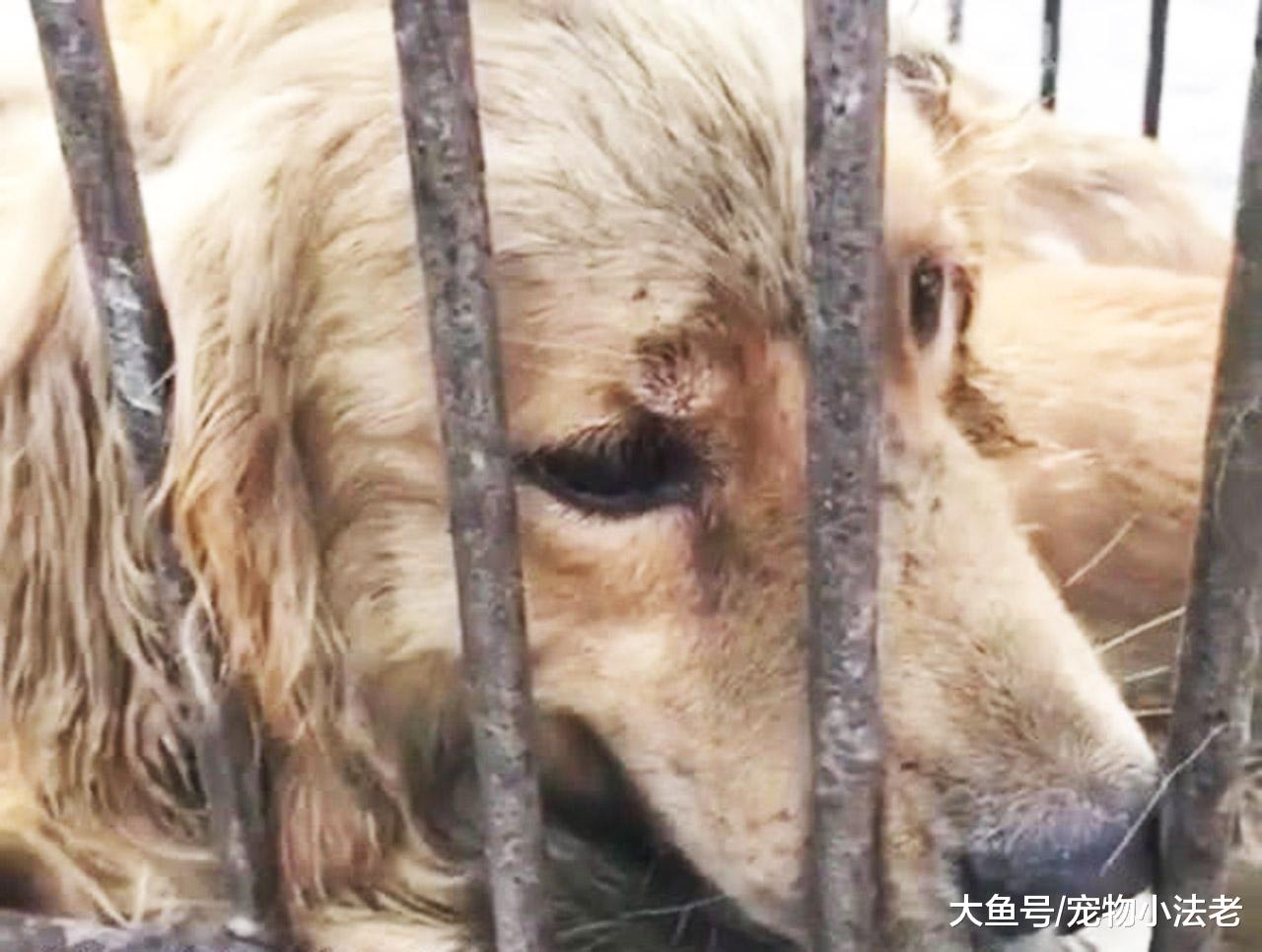 爱狗人士拦下一辆塞有50只狗的车，狗贩子：自己养的，关你什么事