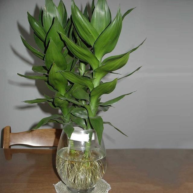 這8盆花草特別好養活，放客廳寓意大吉，養好了保你財源廣進！