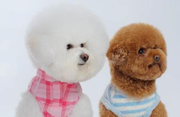 與比熊犬相比，泰迪犬更好，原因有5點！