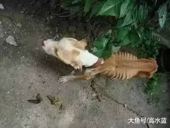 女孩将父亲接走后忘记了带小狗, 一个月后, 狗狗变成了这样子