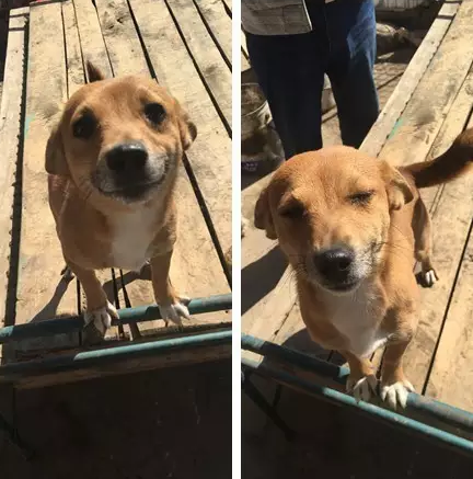 第三站, 首都北京, 160只流浪狗, 3000斤粮食和4个人