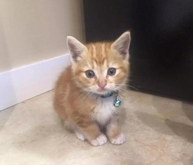 袋鼠猫咪很自卑，小橘生活很凄惨，两个不幸的小生命却互相爱护着