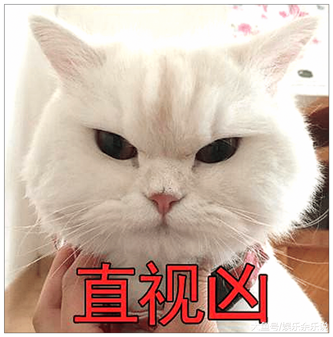 女子出门前给猫咪戴上计步器，下班回家查看数据后，直接傻眼了