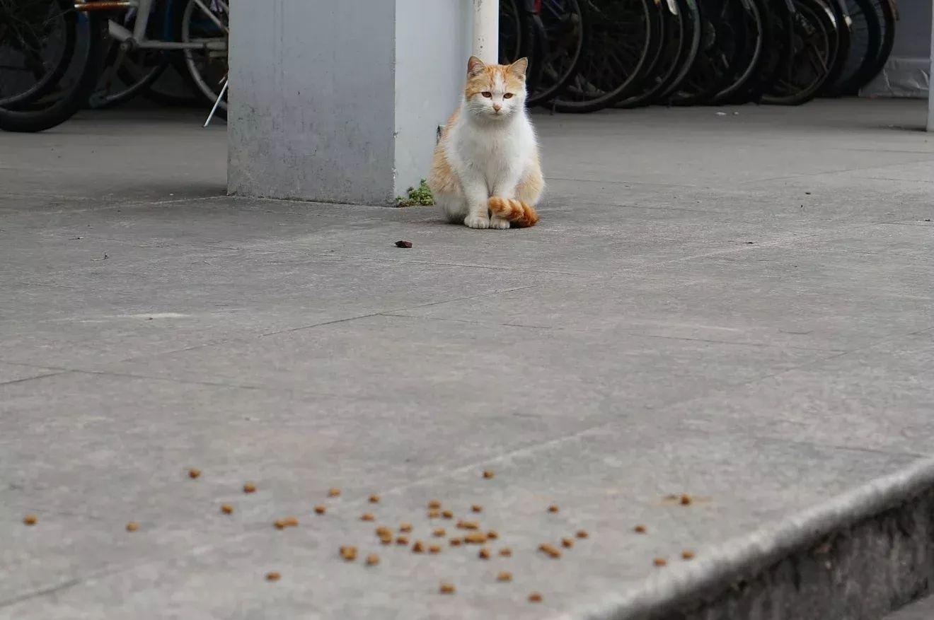 只有用更多的耐心和爱心, 才能让可怜的流浪猫信任我!