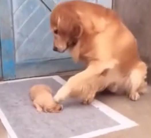 金毛欺负小奶狗, 主人端来一窝, 金毛抬起脚: 我到底该打谁呢?