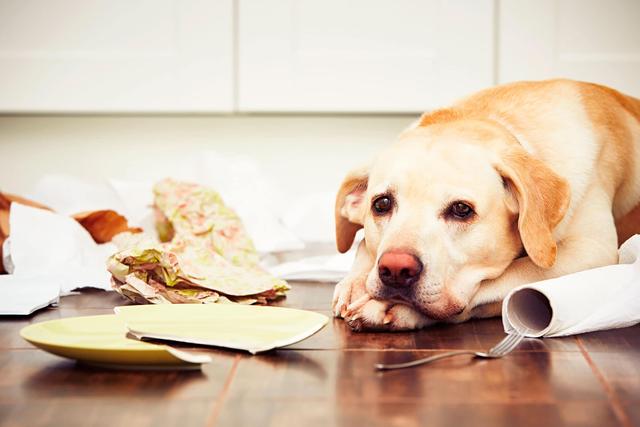 狗狗总爱趁主人不在翻垃圾桶，有什么办法可以改掉狗狗的坏习惯