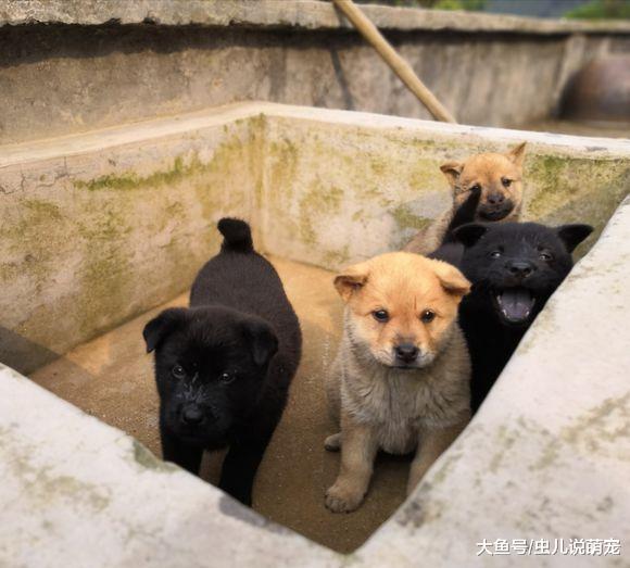 小狗开始会跑了，网友没时间看着，把它们放到这里了