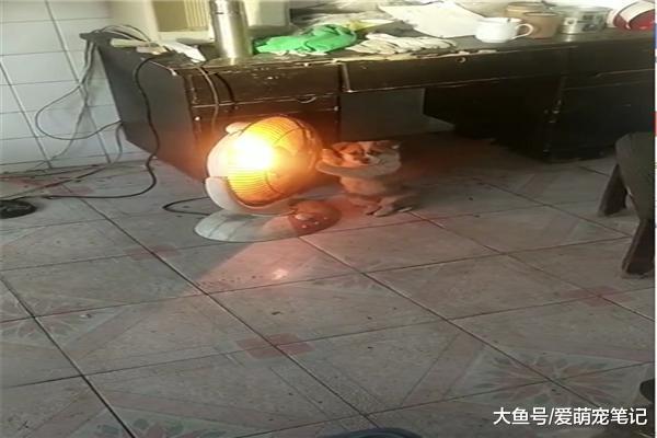主人打开取暖器后, 狗狗立马做出一副烤火的姿势, 要成精的节奏啊