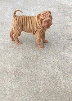 爆笑GIF图：舞蹈系女生能给你的生活带来更多的可能