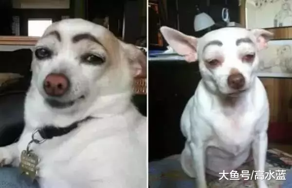 主人下班看到狗的睡姿, 顿时尴尬了: 你这不正经的样子随了谁……