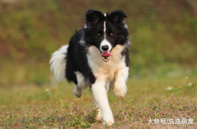 狗狗出门就乱跑，怎么都叫不回来，用这5招，它乖乖跟你回家