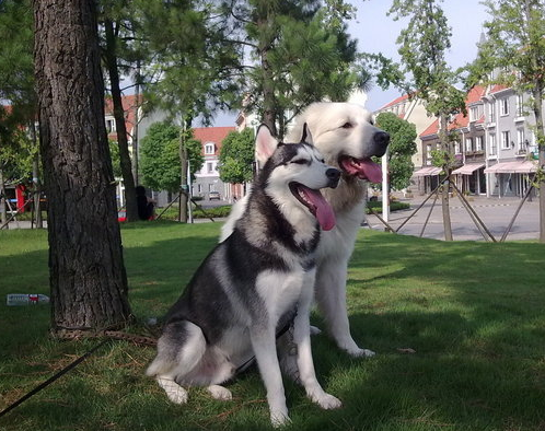 明明知道二哈喜欢拆家，为何还有这么多人愿意养？其实原因很简单