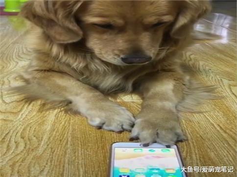 给金毛看它自己打呼噜的视频, 没看一会就关了, 狗: 我不要面子吗