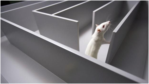 动物会做梦? 梦境里有什么?