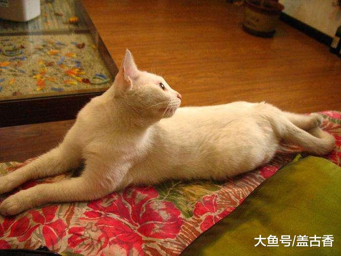 网友网上买骷髅头当挂件，猫咪抢来当枕头睡觉，画面逗笑铲屎官！