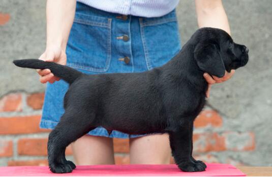 训练拉布拉多犬正确排便时常遇到的几件事