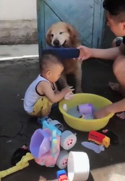 主人教训小主人, 金毛一招制敌, 主人怒吼: 傻狗, 你给我等着!