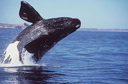 “肥者生存”——地球上最肥胖的动物