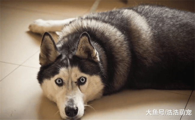 狗狗都是“小偷”? 别不信, 养一只这样的二哈谁都懵