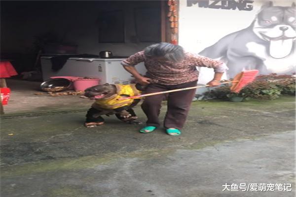 恶霸犬惹祸，奶奶拿起扫帚就开始教育，黄马卦依然挡不住太后制裁