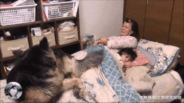 德牧小时候常跟主人睡，结果2年过去了，还当自己是小奶狗