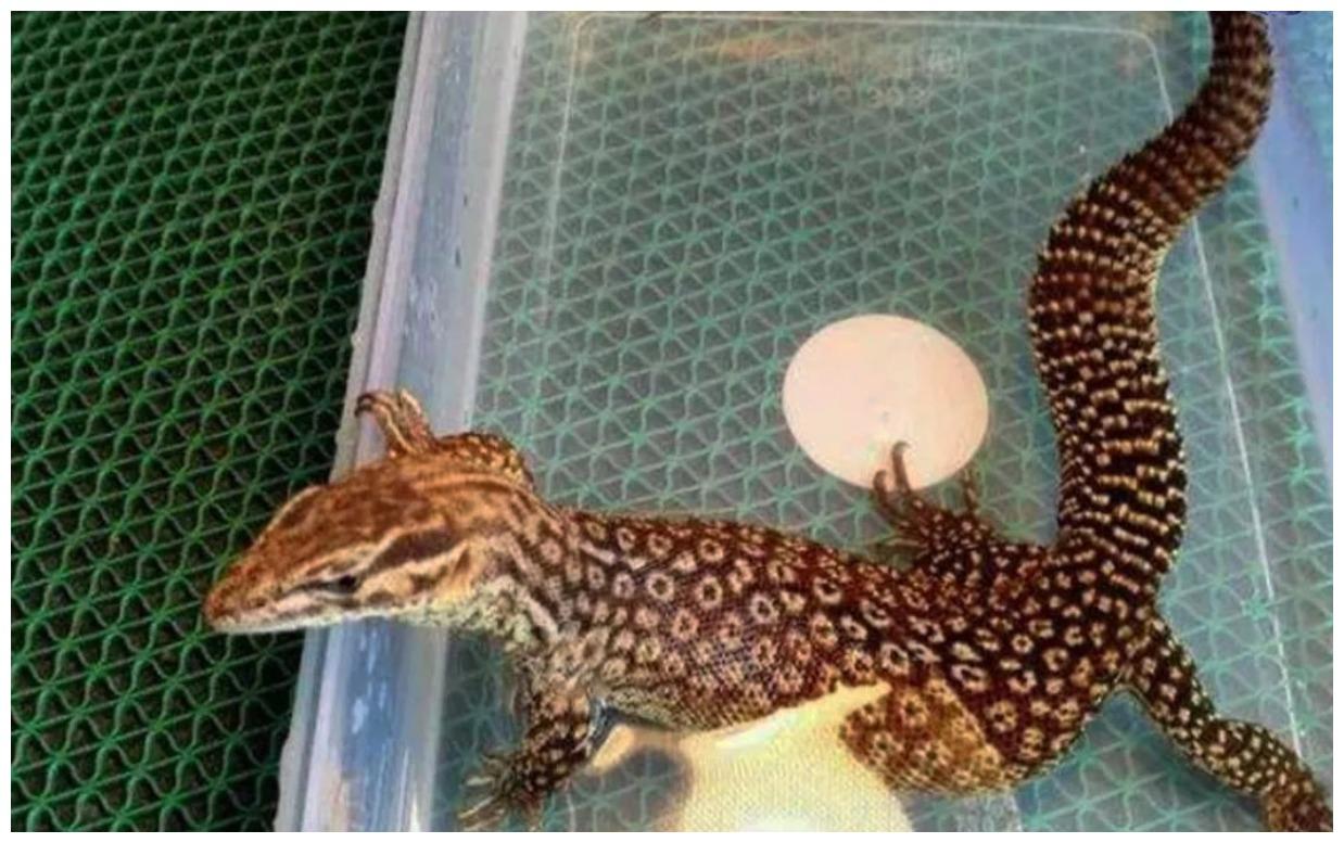 这种蜥蜴皮糙肉厚, 实力不容小觑: 把毒蛇当棒棒糖吞下