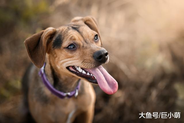 帮狗狗选交配对象，别只顾颜值，看这5点更实际