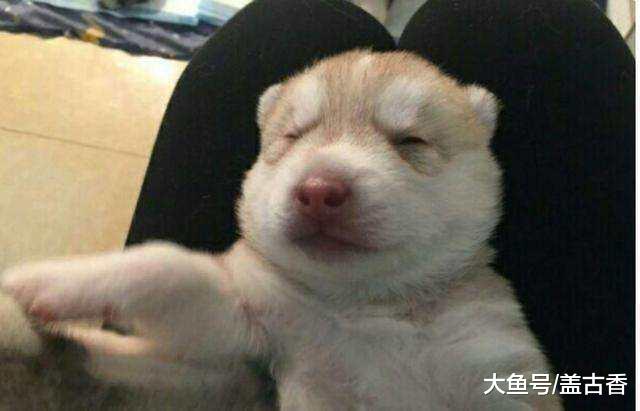 狗妈偷亲小二哈，它直接给了狗妈一巴掌后，主人：是亲生的吗？