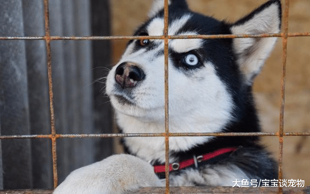 自从迷你猪变成大肥猪后，可怜的二哈再也没有精力拆家了，笑喷了