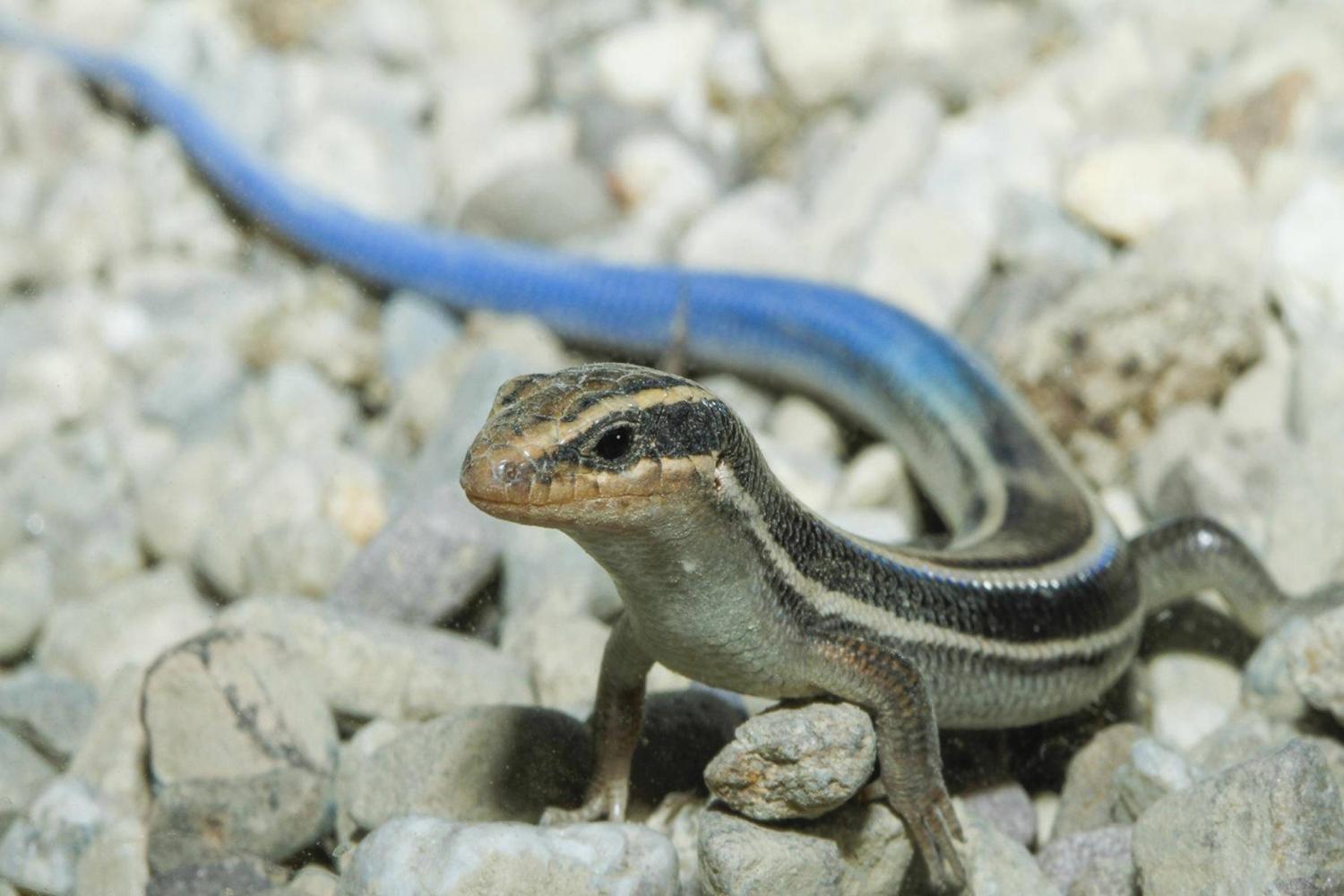 蓝尾石龙子是一种奇异的动物，有一条亮蓝的尾巴，作用很大