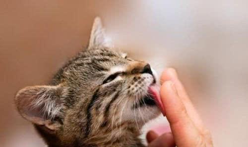 真的有人舔猫了！猫咪被舔的时候想的啥？它们会嫌弃吗