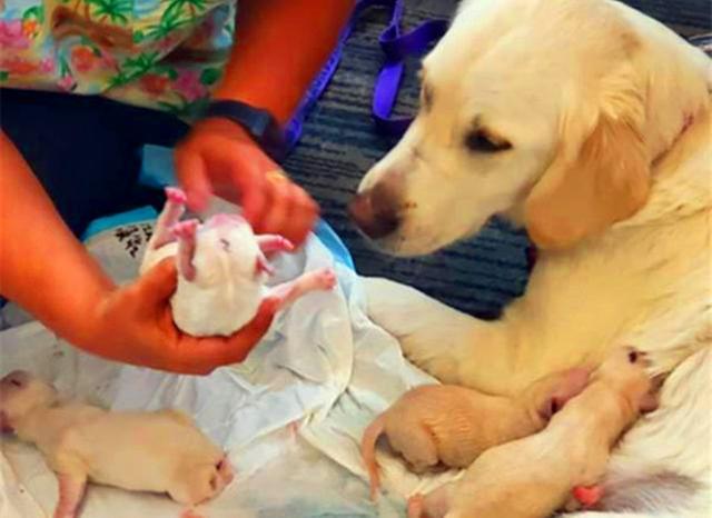 金毛服务犬为乘客解压，全年工作无休，靠努力获得来往游客认可！