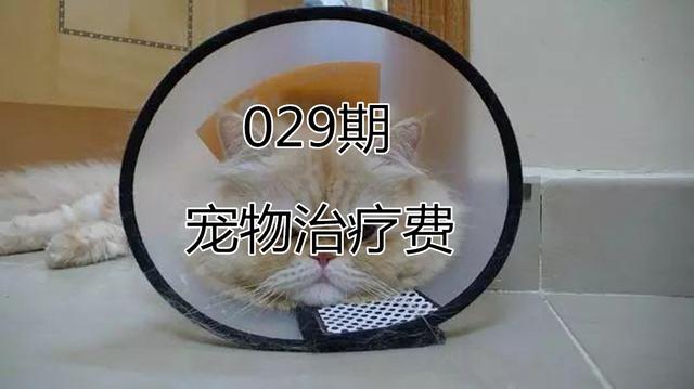 宠物治疗价格高，看病不如重新买一只，其中铲屎官经历了什么？