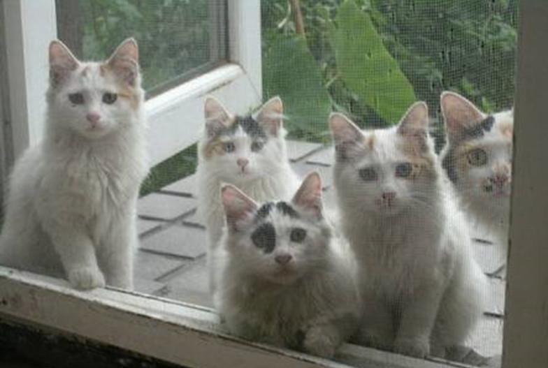 貓咪很傲嬌但流浪了就會懂秩序，自己的貓貓為啥就不懂呢？