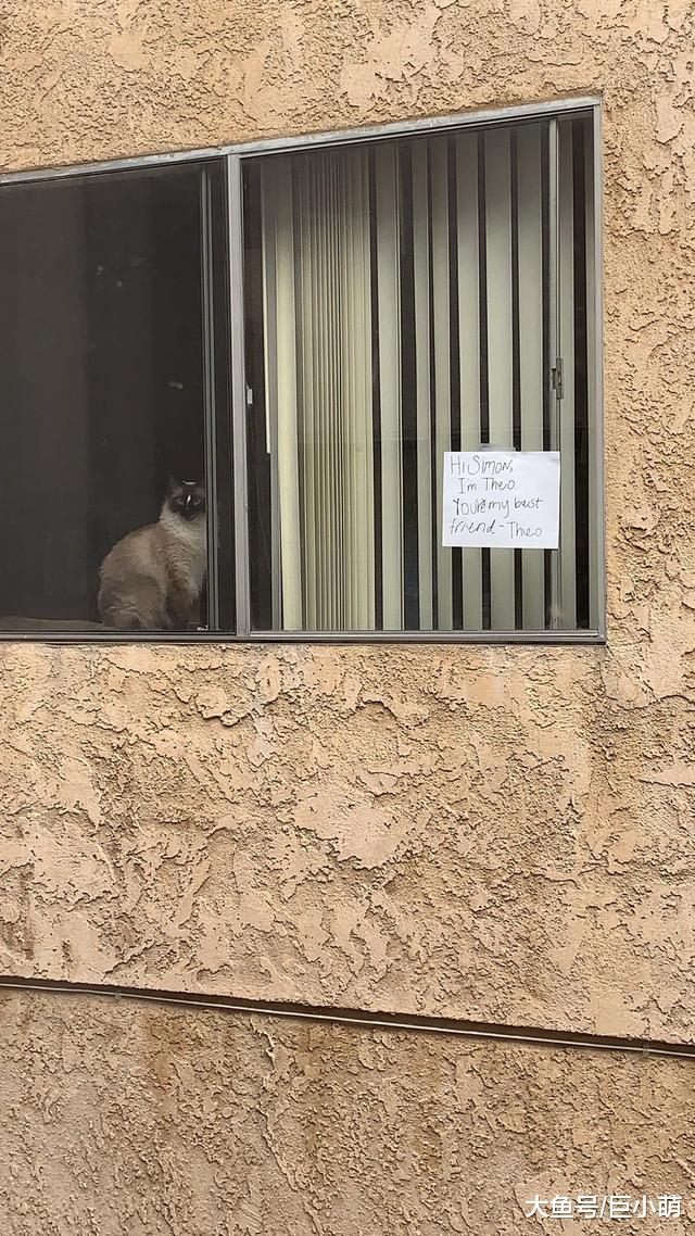 猫咪版罗密欧与朱丽叶，两猫隔窗相望，主人留纸条帮猫咪安排约会