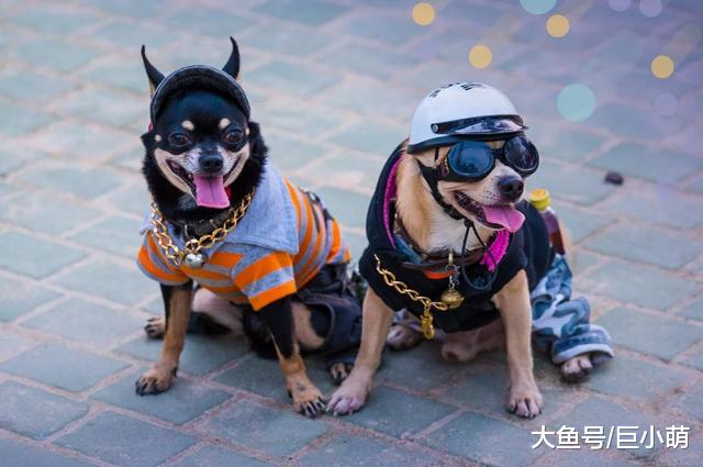 狗狗穿衣服很漂亮，它们怎么会不喜欢？狗真的喜欢穿衣服吗？
