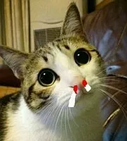 猫咪猫闹该怎么办？现在还有人相信棉签大法？